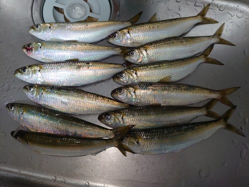 カタボシイワシの釣果