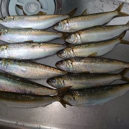 釣～リングセローの釣果