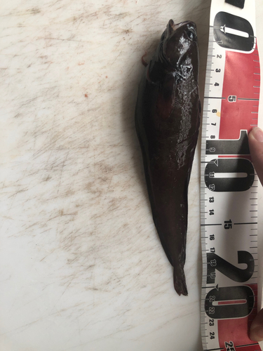 阿武隈川河口で釣れたハゼの釣り・釣果情報 - アングラーズ