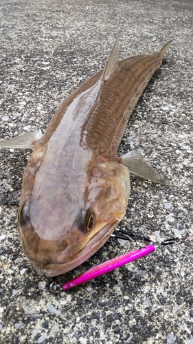 エソの釣果