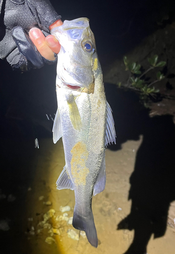 セイゴ（マルスズキ）の釣果