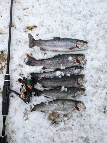 ニジマスの釣果