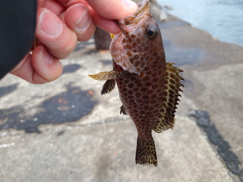 オオモンハタの釣果