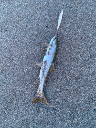 アメマスの釣果