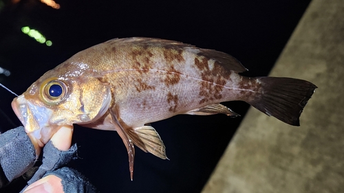 メバルの釣果