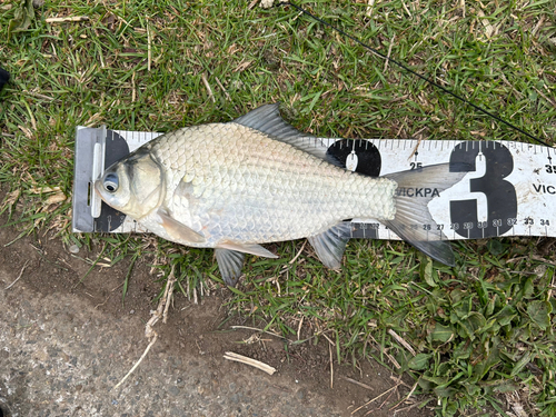 ヘラブナの釣果