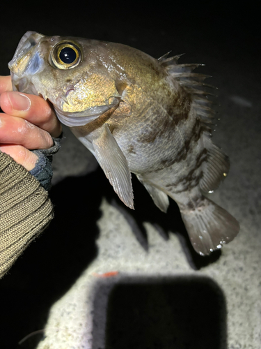 メバルの釣果