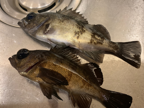 アオメバルの釣果