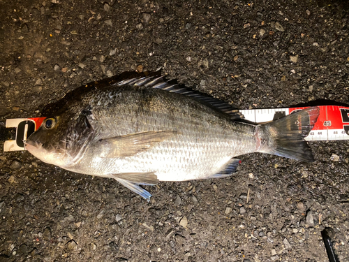 チヌの釣果