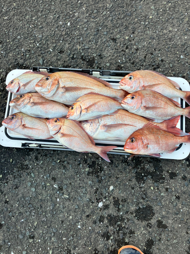 マダイの釣果