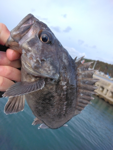 クロソイの釣果