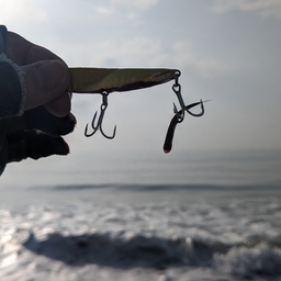 さゆりーぬの釣果