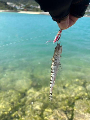 エソの釣果