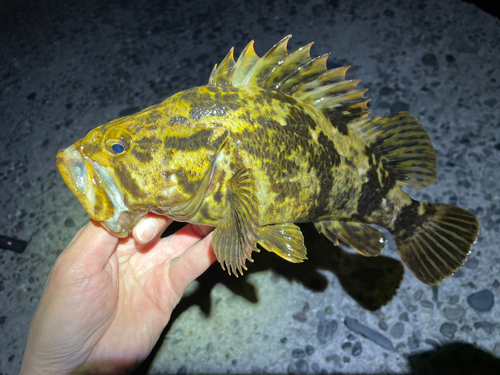 タケノコメバルの釣果