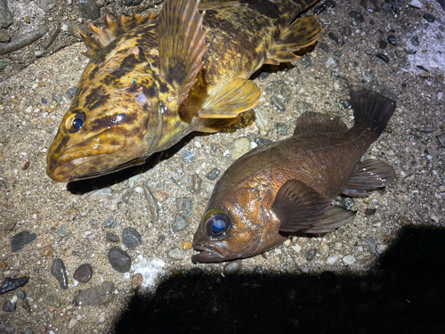 シロメバルの釣果