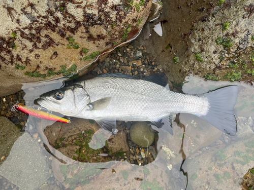 ヒラスズキの釣果