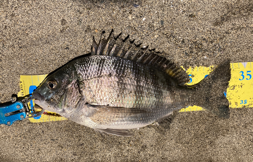 チヌの釣果