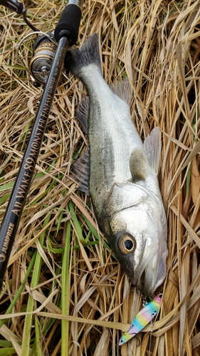 釣果