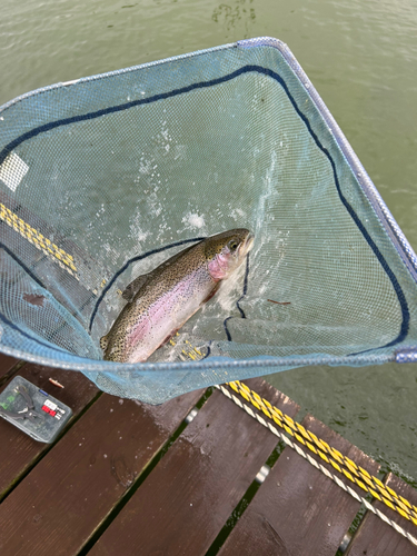 トラウトの釣果