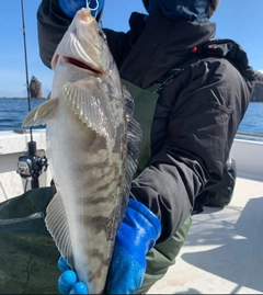 ホッケの釣果