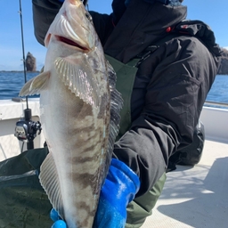 ちかおの釣果