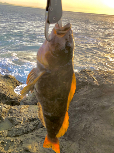 アイナメの釣果