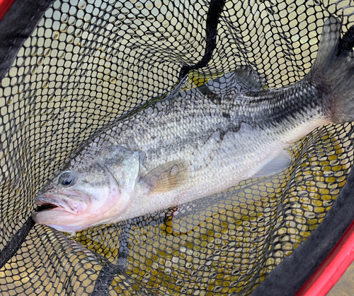 ラージマウスバスの釣果