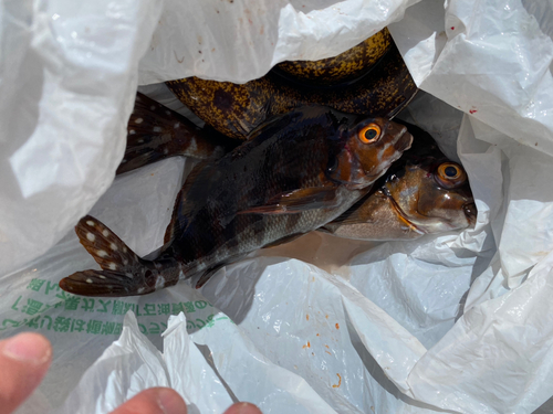 タカノハダイの釣果