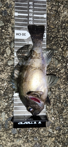 アオメバルの釣果