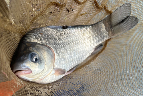 ヘラブナの釣果