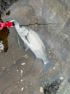 ヒラスズキの釣果