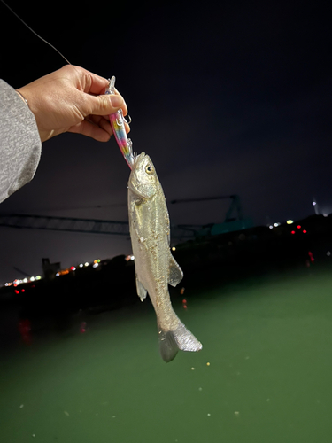 スズキの釣果