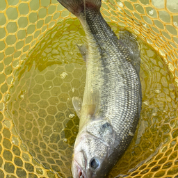 みっ君の釣果