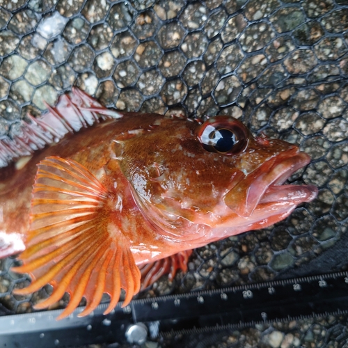 カサゴの釣果