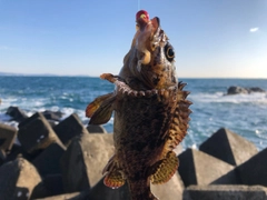 クロソイの釣果