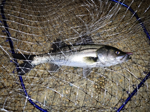 フッコ（マルスズキ）の釣果