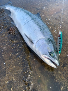 サクラマスの釣果