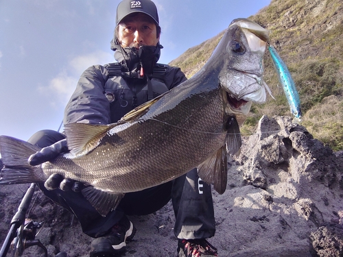 ヒラスズキの釣果