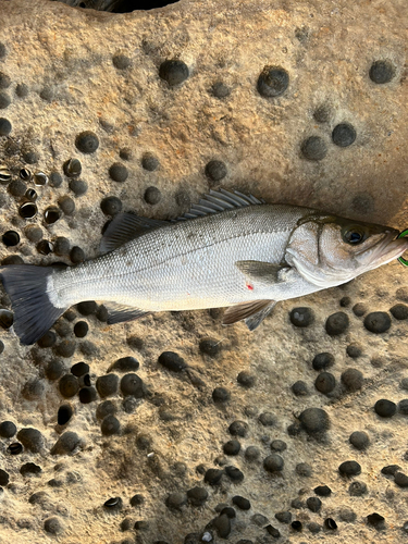 ヒラスズキの釣果