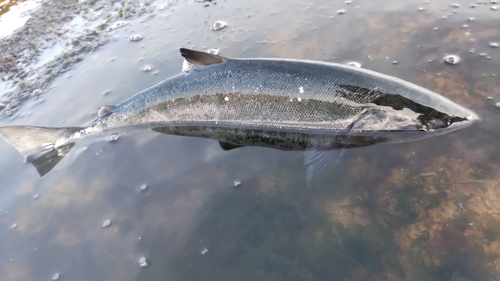 サクラマスの釣果