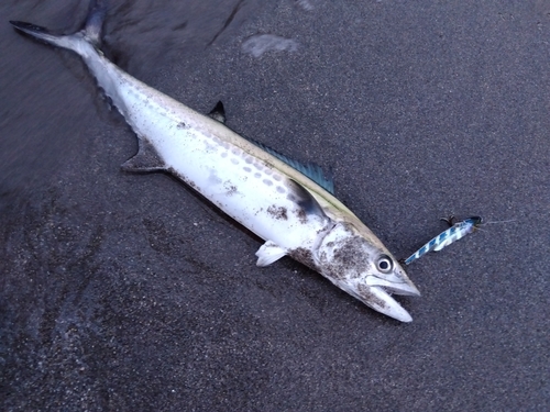 サゴシの釣果