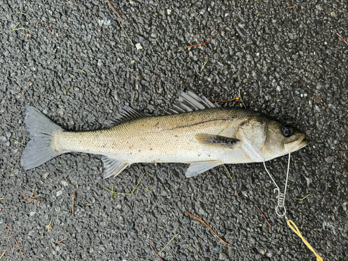 フッコ（マルスズキ）の釣果