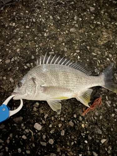 キチヌの釣果