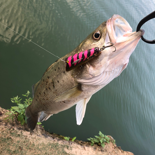 タイリクスズキの釣果