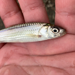 とにぃ。の釣果