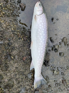 アメマスの釣果