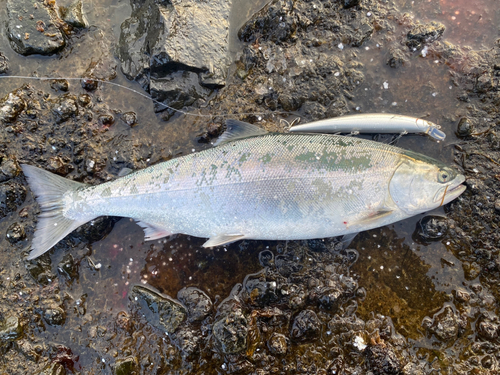 サクラマスの釣果