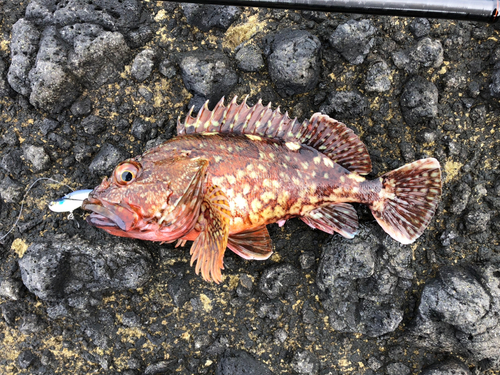 カサゴの釣果