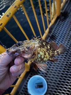 カサゴの釣果