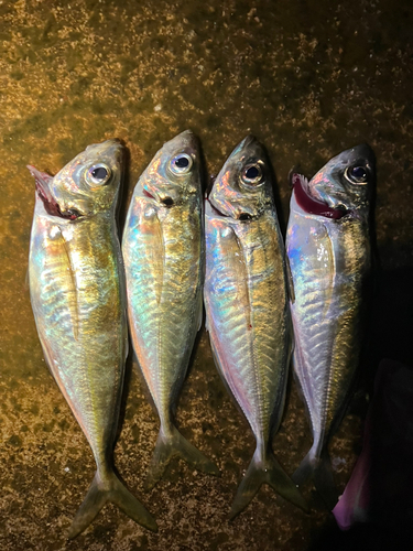 アジの釣果